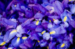 开云体育app-双重突破，法拉利非典型战术与皮亚斯特里的制胜一超