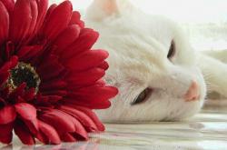 开云sport-长城压境，戈麦斯铸就叹息之墙，中国力量碾压皇家贝蒂斯