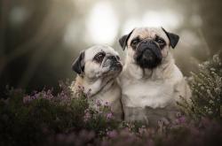 开云体育APP下载-篮球场上的时间领主，切特·霍姆格伦如何以无声节奏操控全局，助湖人淘汰火箭