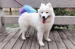 开云体育APP下载-日本旋风席卷德甲，堂安律闪耀焦点战，弗赖堡逆转莱比锡红牛改写争冠格局