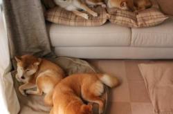 开云体育中国-唯一性之夜，当利物浦的法老在西决生死战写下篮球式传奇