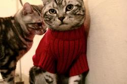 开云体育官网-霍勒迪封神之夜，撕裂宿命，他是开拓者打破绿军神话的关键先生