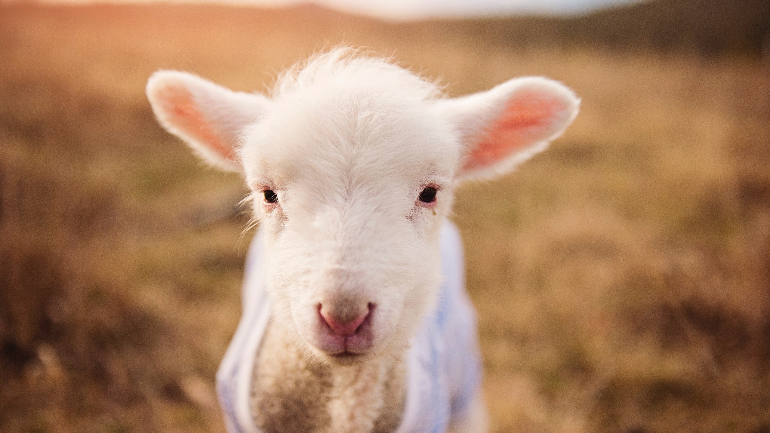 盾与矛的逆转诗篇，门迪一夫当关，塞维利亚奇迹之夜