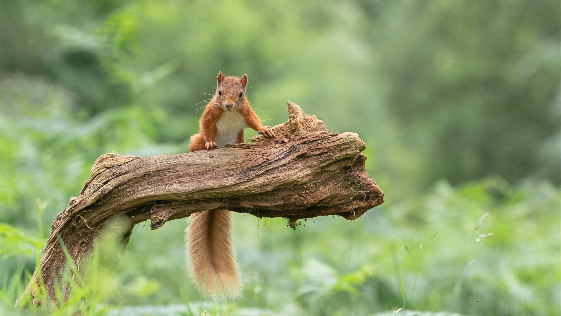 汤杯惊魂夜!印度队3-2险胜丹麦改写历史,马琳临危救主成最耀眼星辰