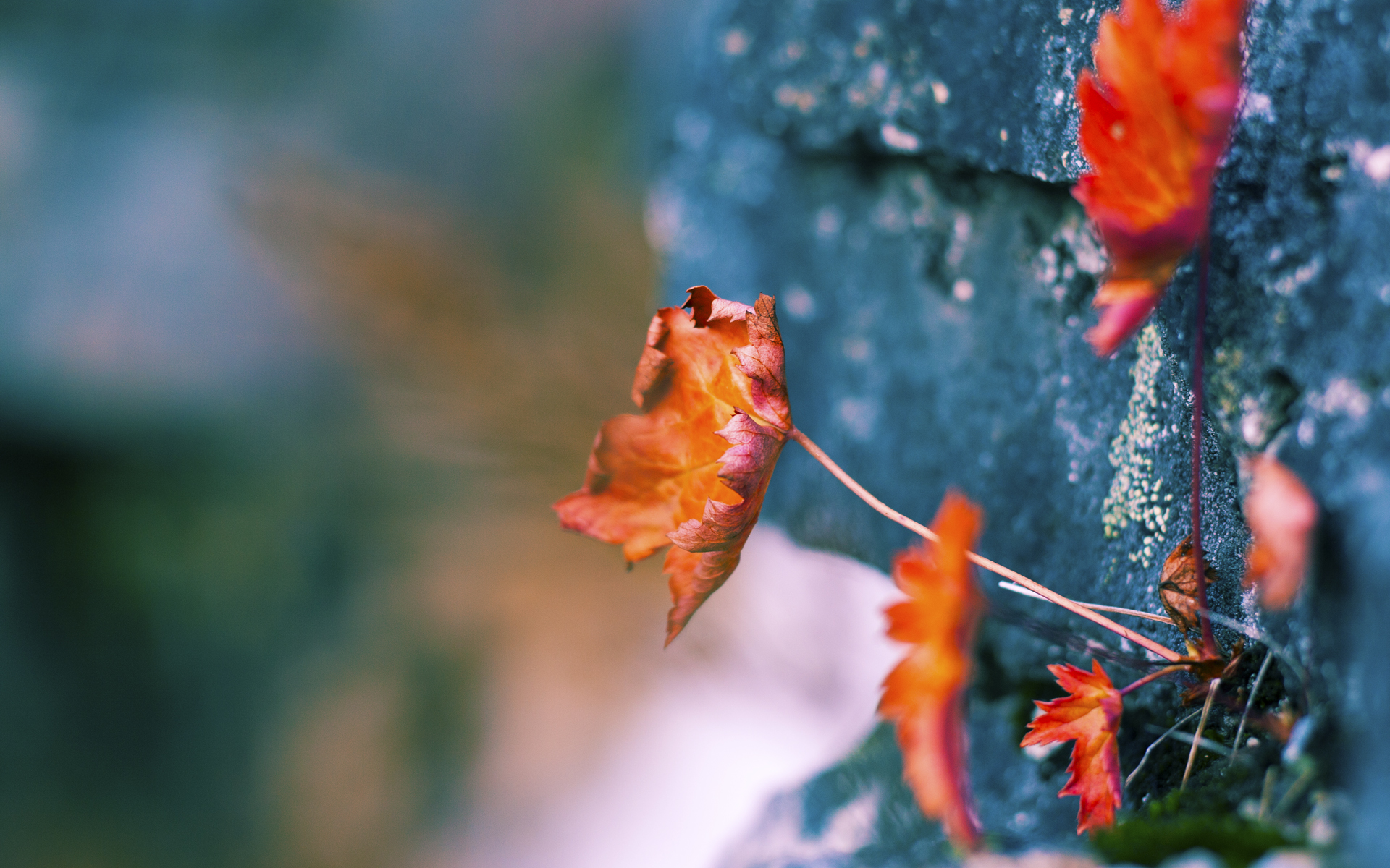 反向镀金时代,当塞维利亚的暮年德布劳内在美加墨收割挪威