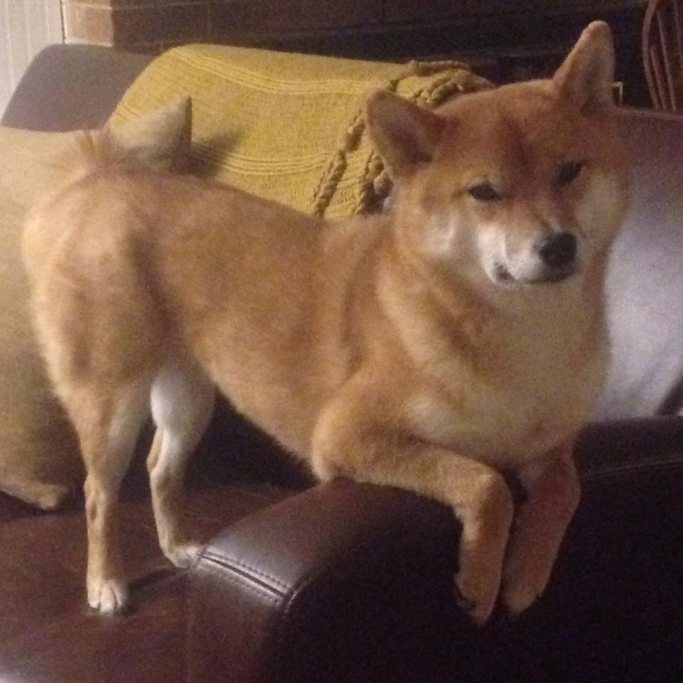 足球之夜的双重奏,范戴克生涯巅峰闪耀欧洲,阿根廷力克哥伦比亚晋级南美之巅