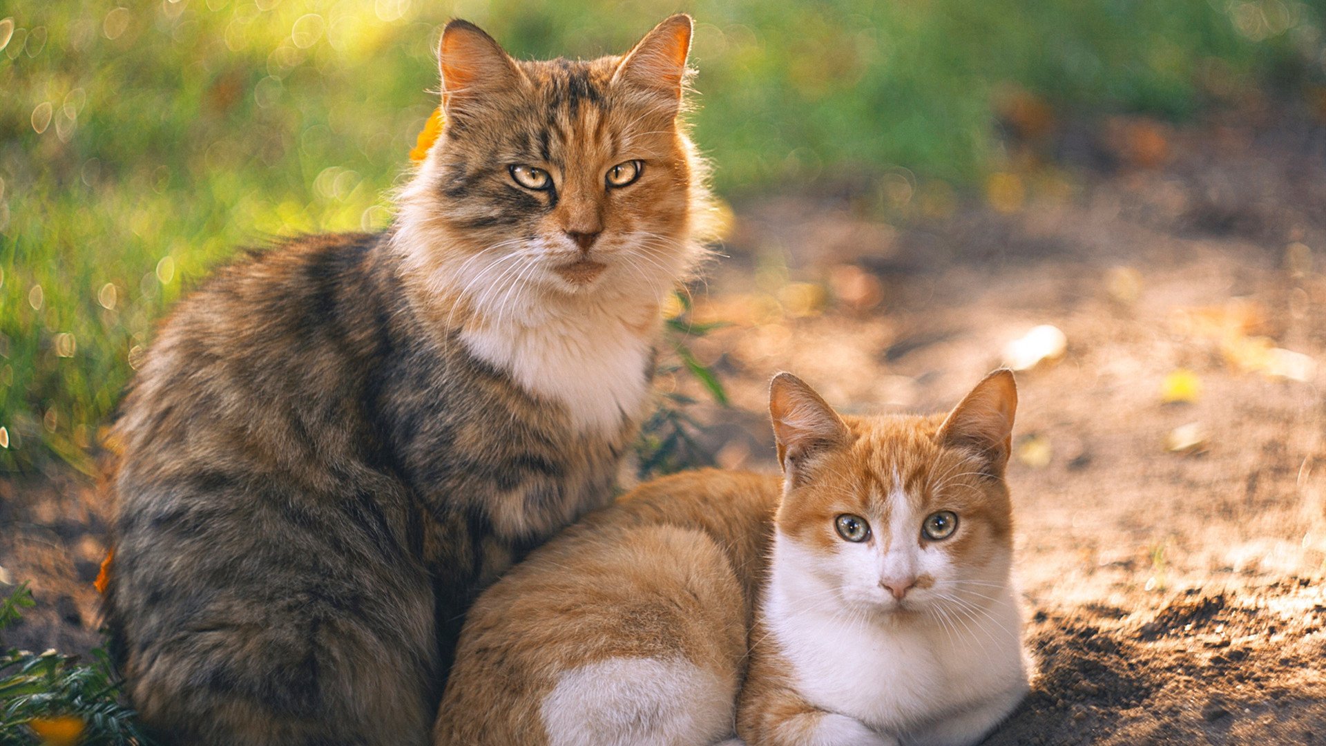 寒夜里的维京战吼,厄德高致命一箭,苏格兰绝境斩落东瀛武士