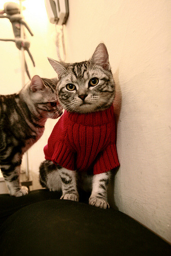 波拿巴的闪电与巴尔干火炮,当波兰铁骑席卷那不勒斯,弗拉霍维奇重铸战神数据