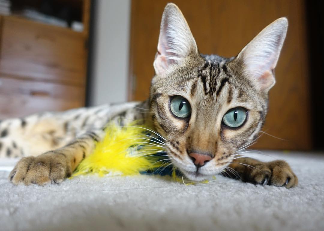 星火燎原，卡马文加点燃中场，阿尔及利亚三球轻取巴拉圭