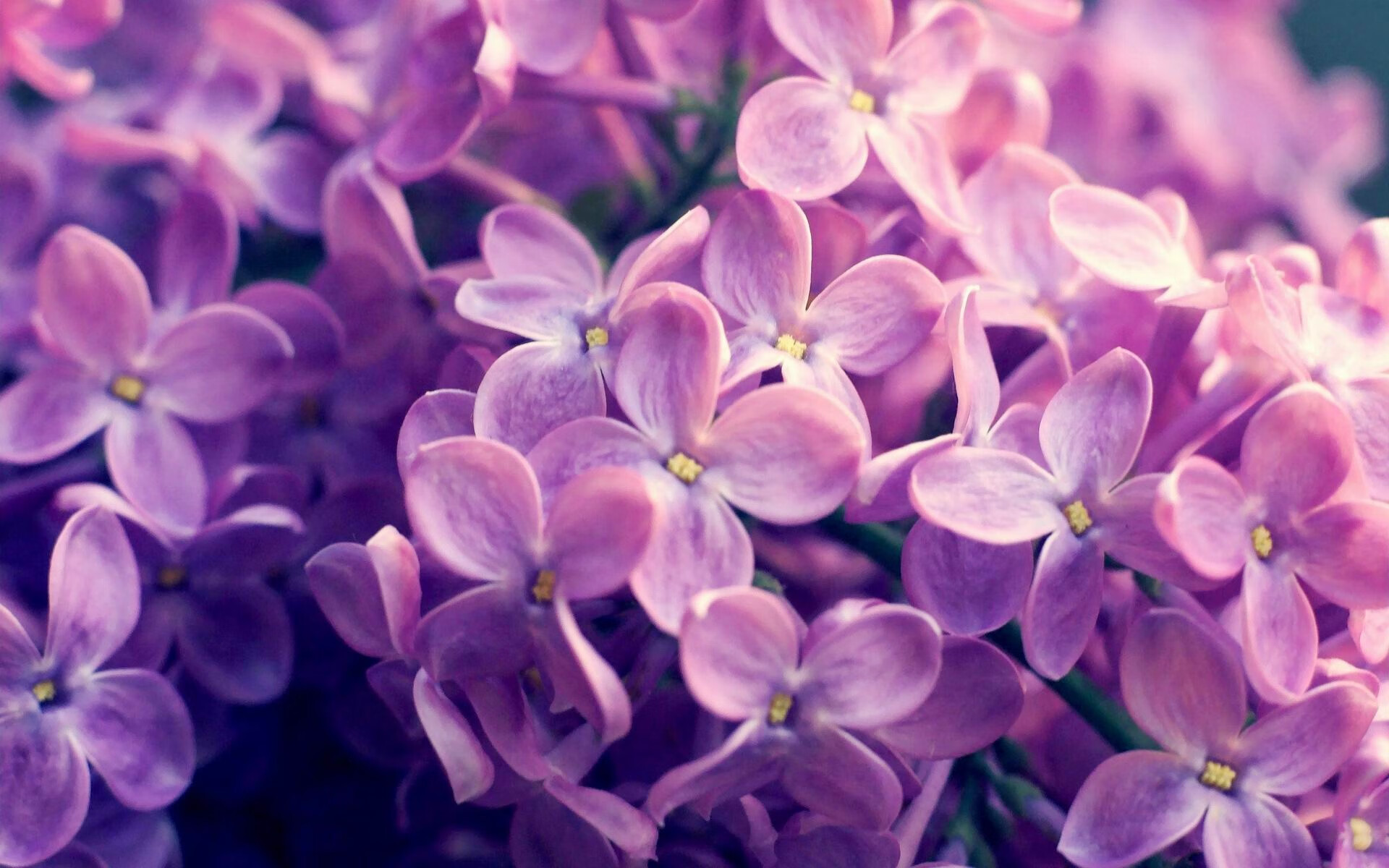 融合之战，当曼城力克洪都拉斯，贝林厄姆在镜像时空接管西决