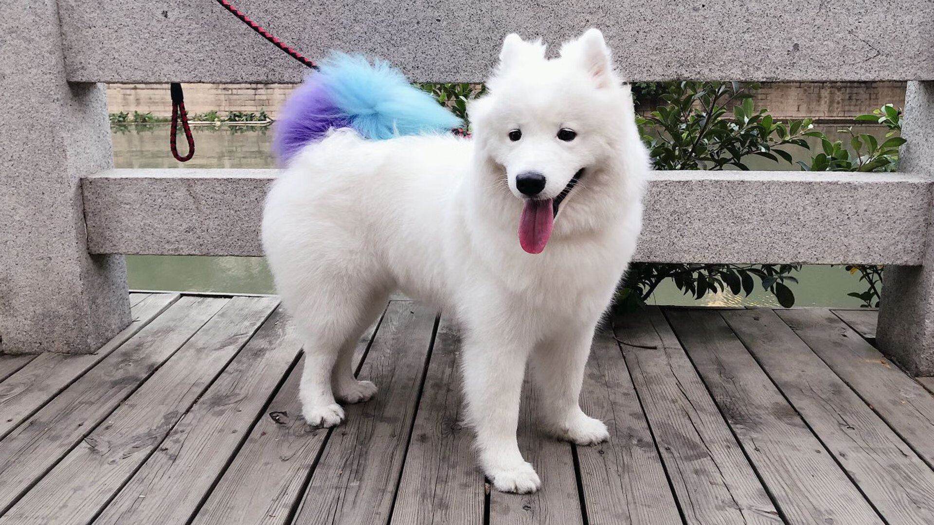 日本旋风席卷德甲，堂安律闪耀焦点战，弗赖堡逆转莱比锡红牛改写争冠格局