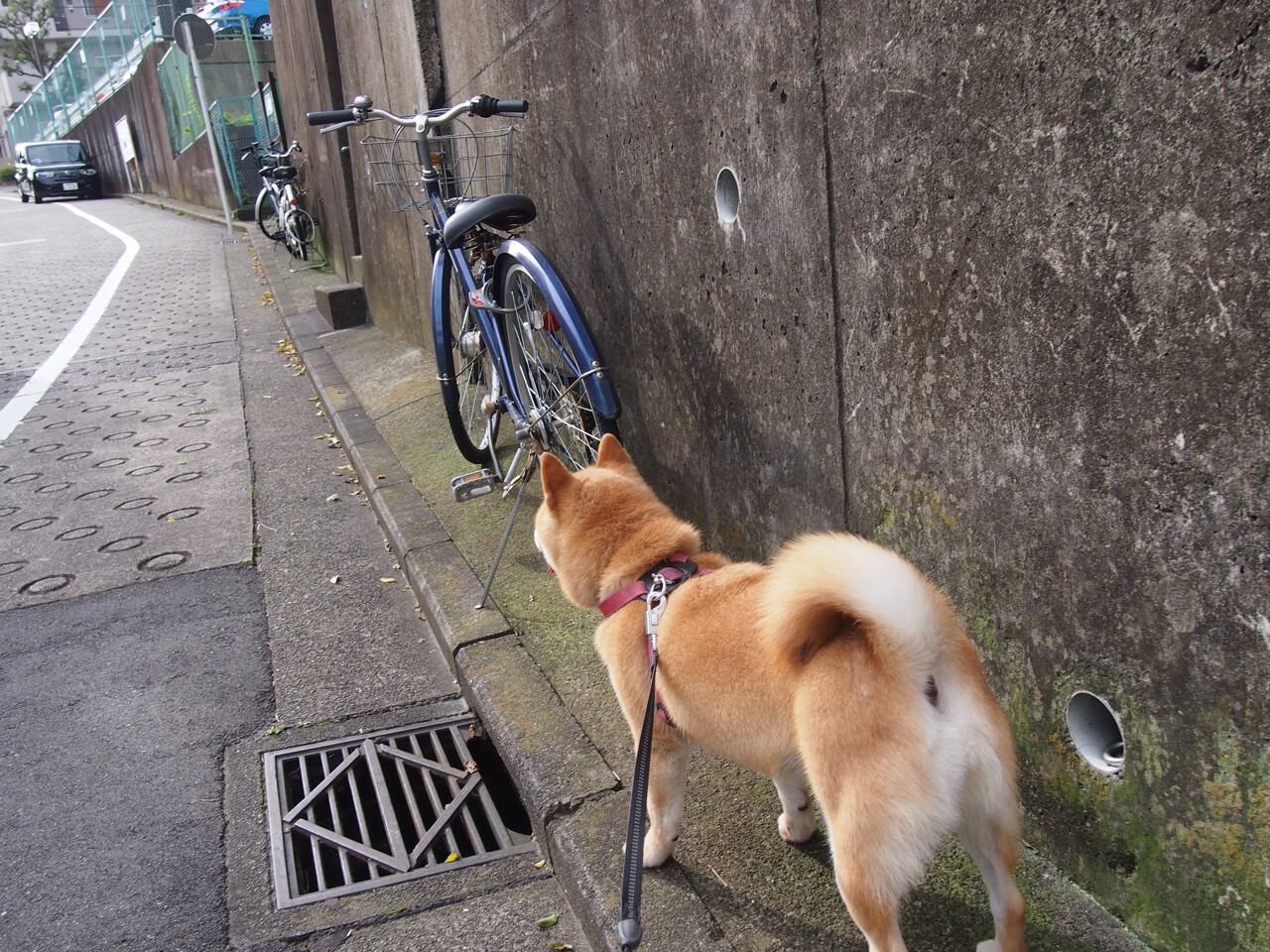 铁翼蔽日，老鹰防守天网锁洛城，福克斯末节封神定乾坤