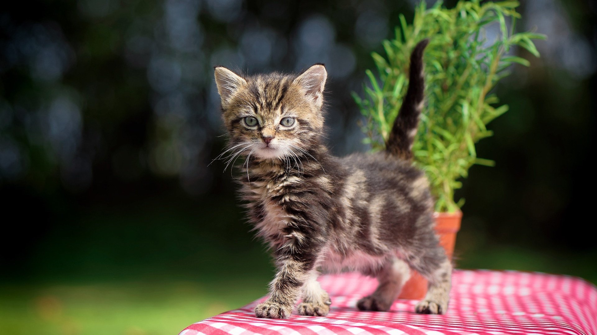 绿军印记,从活塞的窒息防守到马克西在美加墨接管新时代