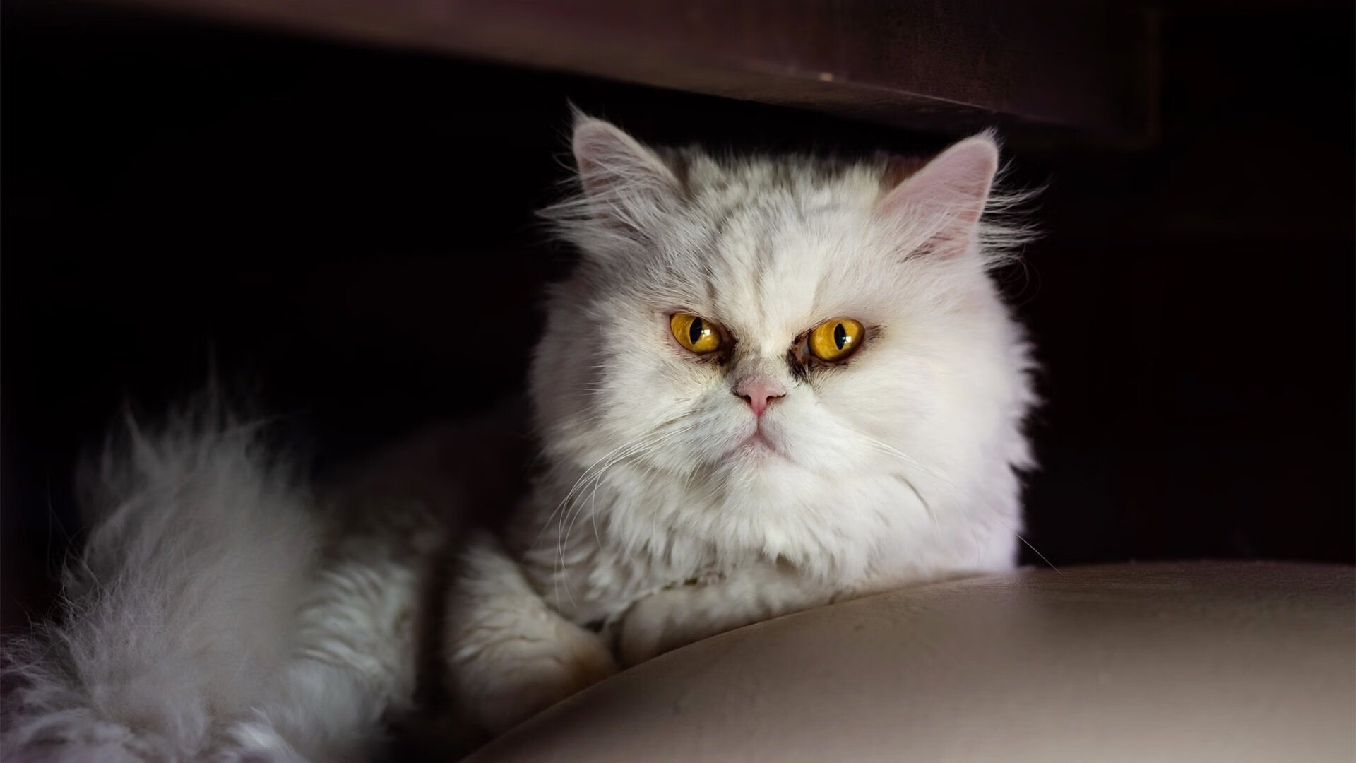 逆转之火，从深圳湾到伊萨尔河畔