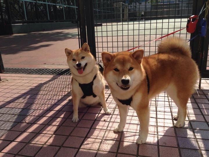 奥运前哨战，尼克斯冲垮猛龙背后的关键博弈