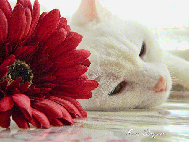 绿茵上的火药与镰刀，楚阿梅尼点燃赛场，加纳冷静收割瑞士