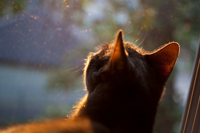 皇马单节闪电战击溃智利防线,罗德里关键先生闪耀友谊赛