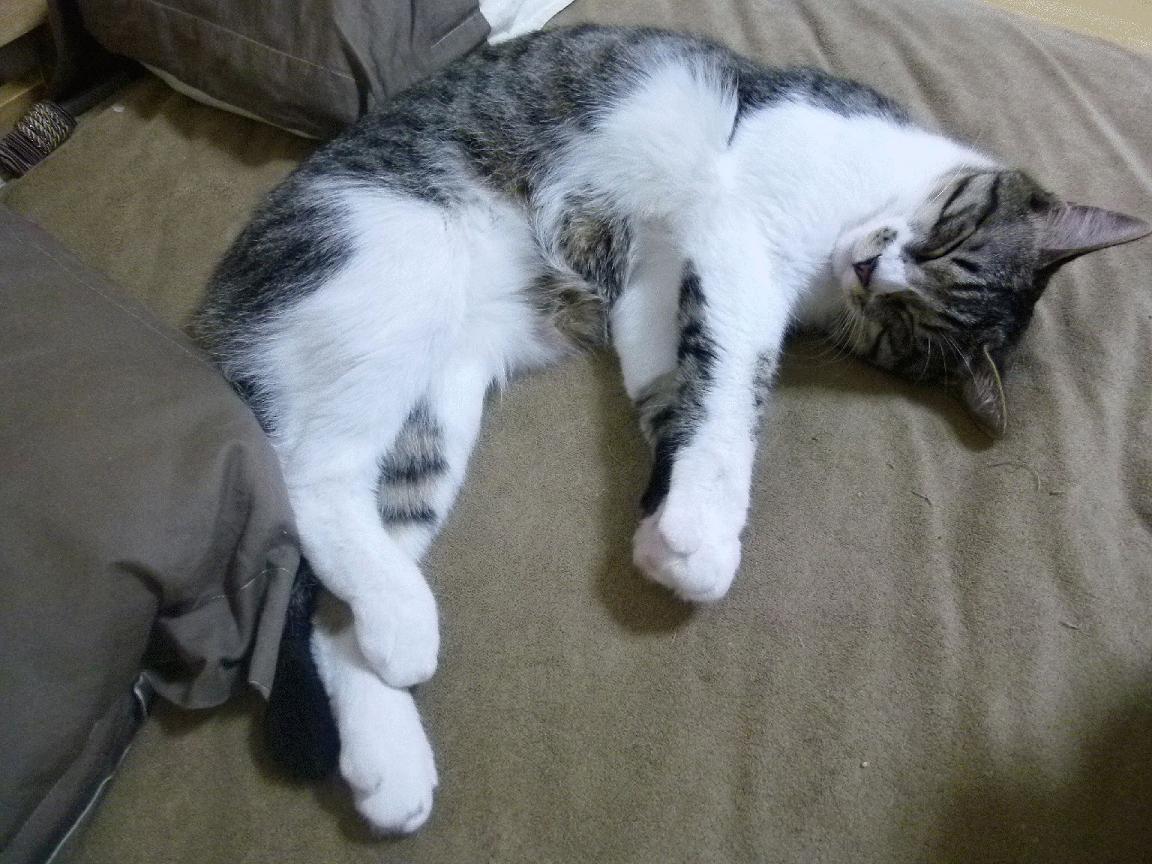 爵士乐与交响乐，加克波的即兴独奏与法国队的精密乐章