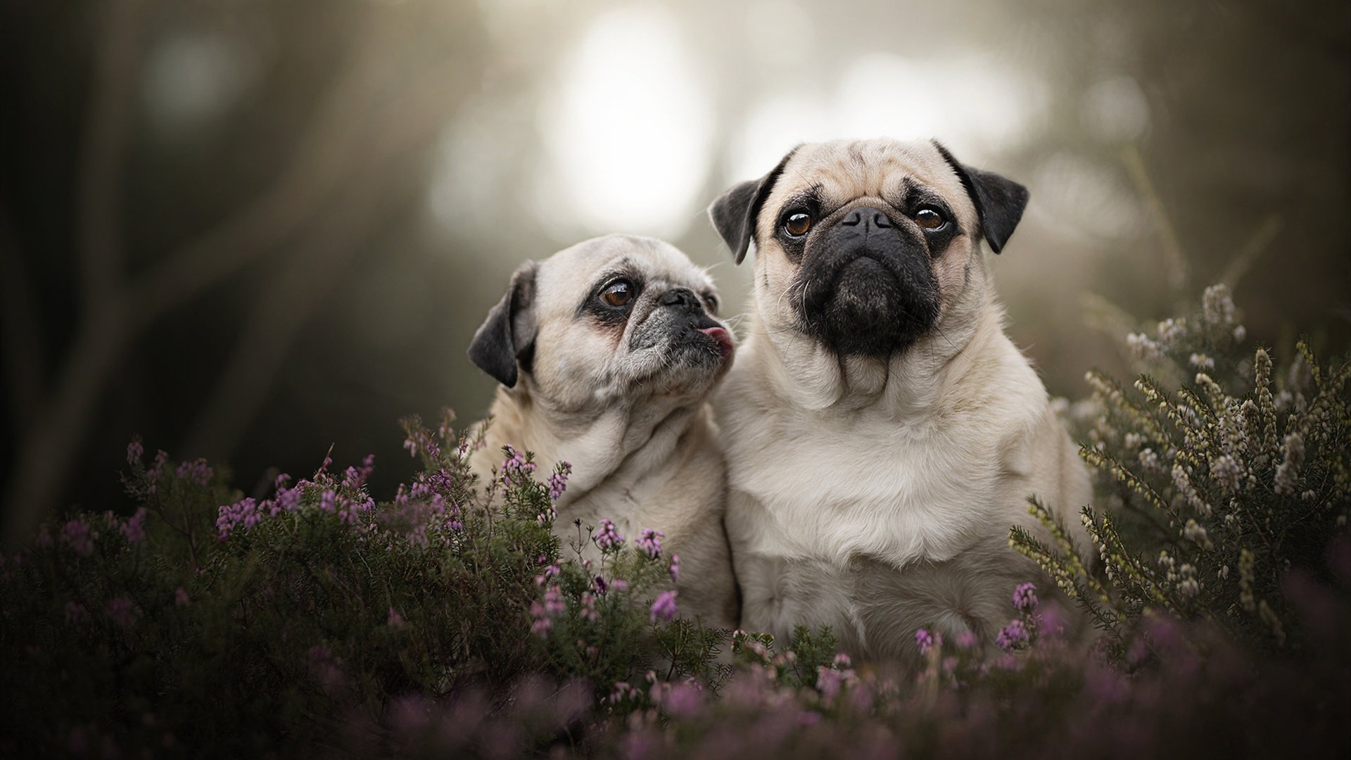 跨界决胜,卡塞米罗抢七时刻接管比赛,奥地利硬仗中力克瑞士