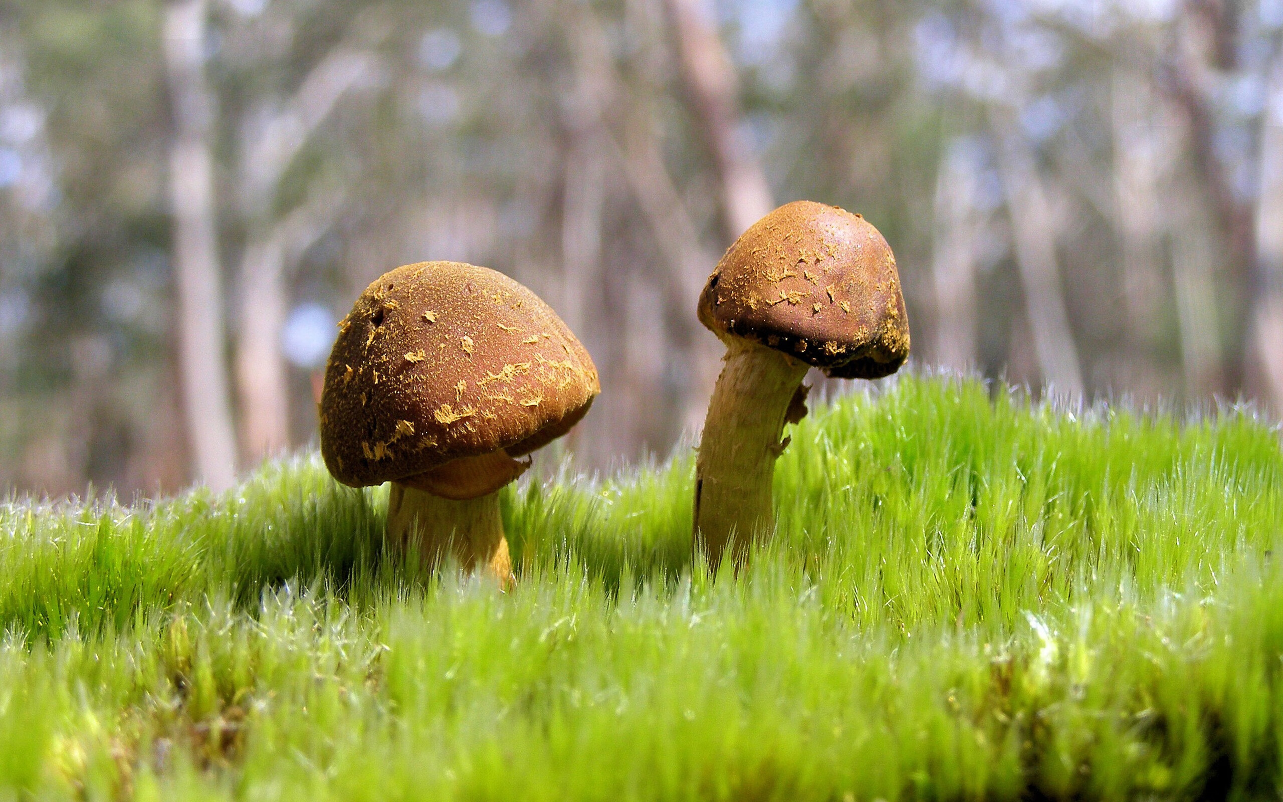 复仇者FVV与那个冷门夜,当两个赛场的孤勇者同时刺破宿命