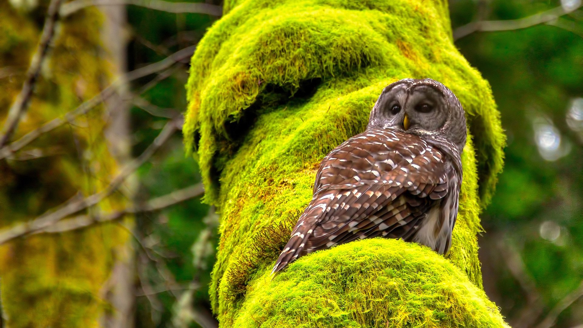 季后赛巨星时刻,掘金轻取魔术启示录,哈登模式诠释何为接管比赛