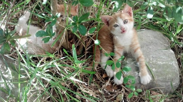 王者退场，当爵士的即兴带走古典，爱德华兹的暴力美学如何让悬念终结
