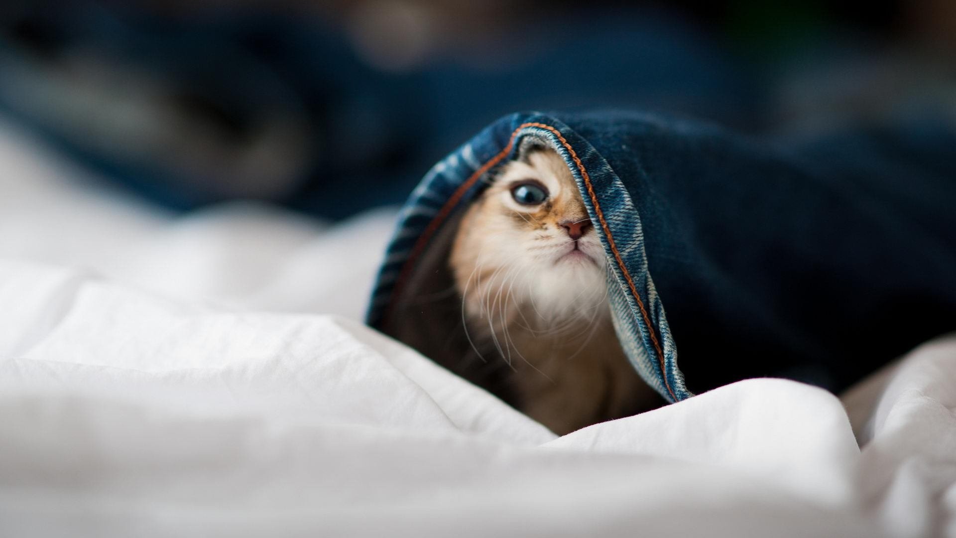 猎鹰展翅!勇士全面压制吉林,锡安成天降神兵