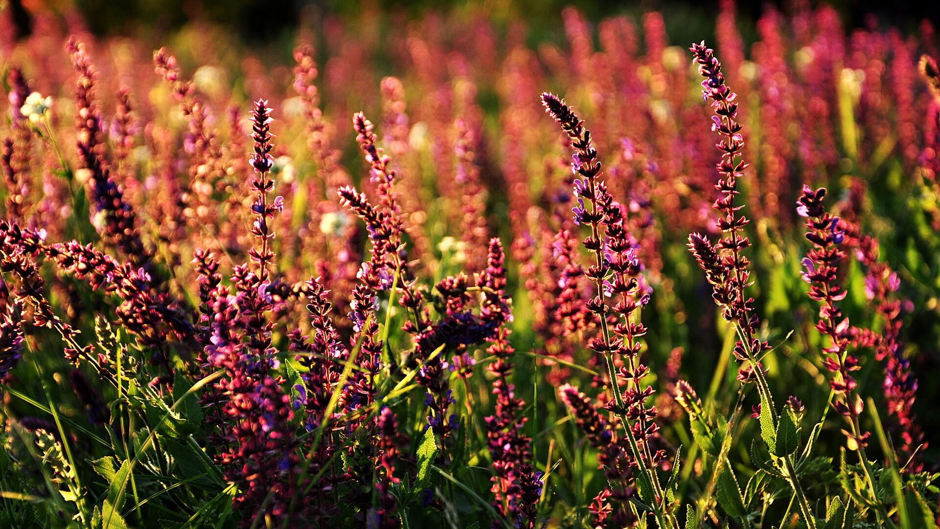 加克波一剑封喉，克罗地亚老辣锁胜局—当冠军级表现碾过乌克兰的叹息